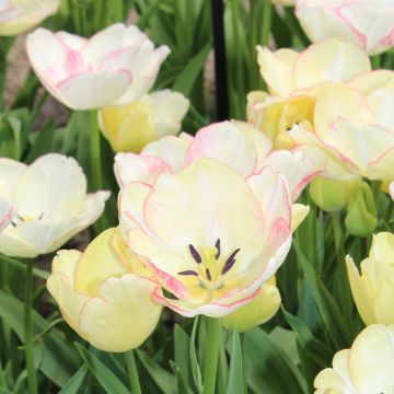 Tulipa Pluriflore Rosy bouquet