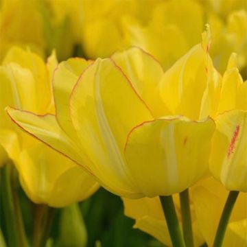 Tulipa Pluriflore Sunshine Club
