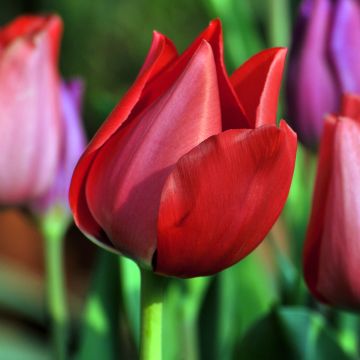 Tulipa Simples precoce Christmas Carol