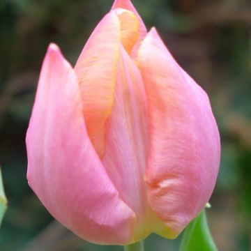 Tulipa Simples precoce Salmon Prince