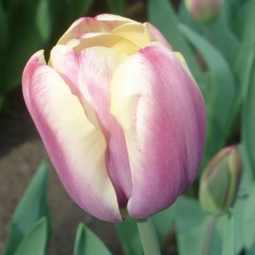 Tulipa Simples tardia Atlantis