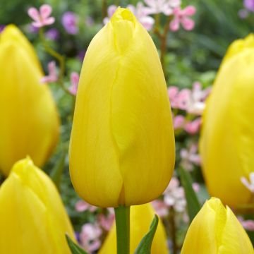 Tulipa Simples tardia Big Smile