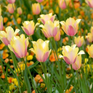 Tulipa Simples tardia Blushing Lady