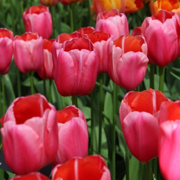 Tulipa Simples tardia Renown