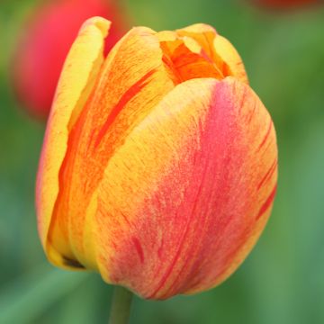 Tulipa Simples tardia Rhapsody of Smiles