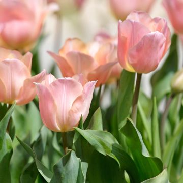 Tulipa Simples tardia Stunning Apricot