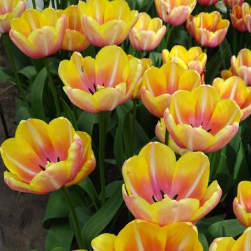 Tulipa Simples tardia Yellow Jumbo Beauty