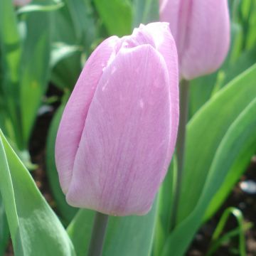 Tulipa Simples precoce Candy Prince