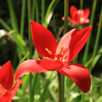 Tulipa sprengeri