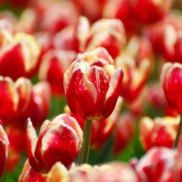 Tulipa Triunfo Armani