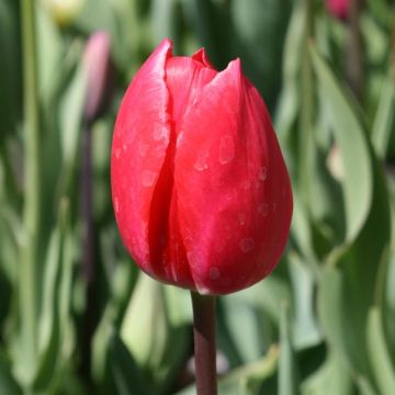 Tulipa Triunfo Bastogne