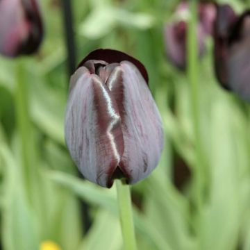 Tulipa Triunfo Black Charm