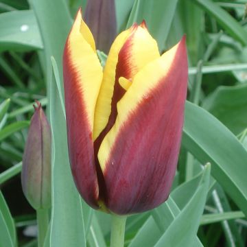 Tulipa Triunfo Gavota