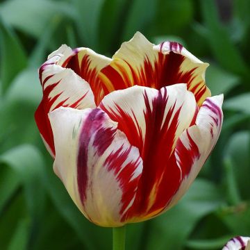 Tulipa Triunfo Grand Perfection