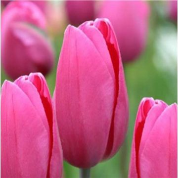 Tulipa Triunfo Pink Proud