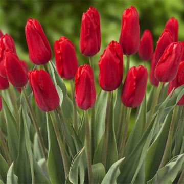 Tulipa Triunfo Red Proud
