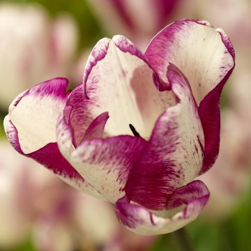 Tulipa Triunfo Shiun