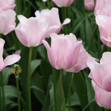 Tulipa Triunfo Bright Pink Lady