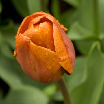 Tulipa Triunfo Cairo