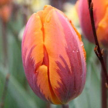 Tulipa Triunfo Prinses Irene