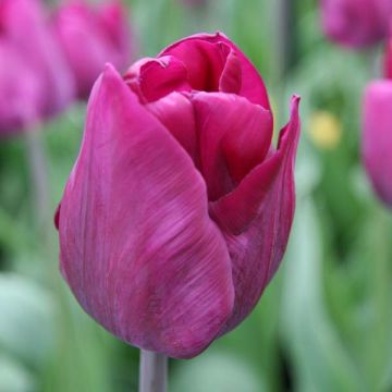 Tulipa Triunfo Purple Lady