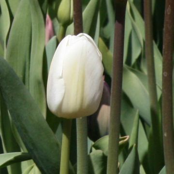 Tulipa Simples precoce White Marvel