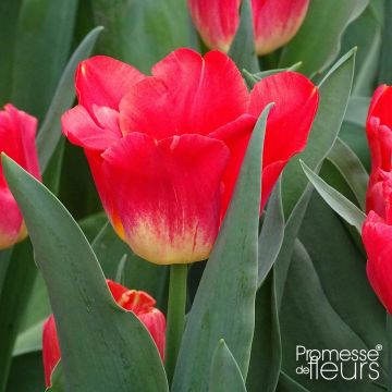 Tulipa Triunfo Match