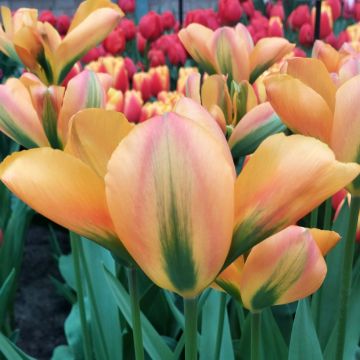 Tulipa viridiflora Orange Marmalade