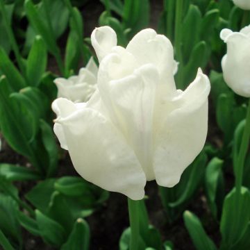 Tulipa Triunfo White Liberstar