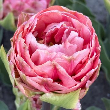 Tulipa Dobrada precoce Quinty Trustfull
