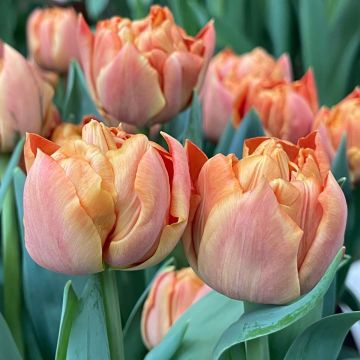 Tulipa Dobrada precoce Valdivia