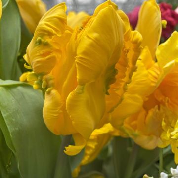 Tulipa Papagaio Gold Race