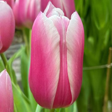 Tulipa Triunfo Kadima