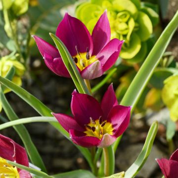 Tulipe botanique humilis Odalisque