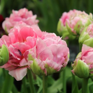 Tulipa Dobrada tardia Double Arosa