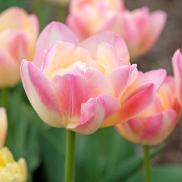 Tulipe double tardive Crème Up Star
