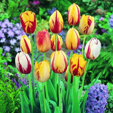 Tulipa Rembrandt Rembrandt Mix