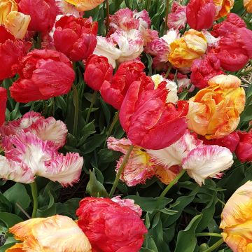 Tulipa Papagaio Mix