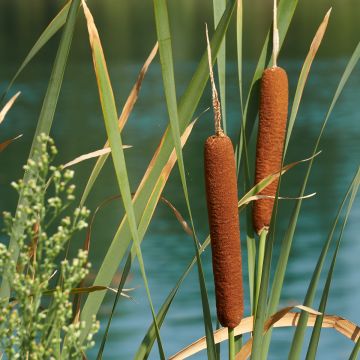 Typha latifolia