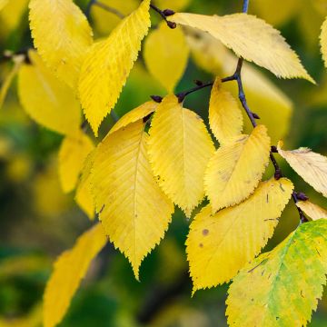 Ulmus pumila Beijing Gold