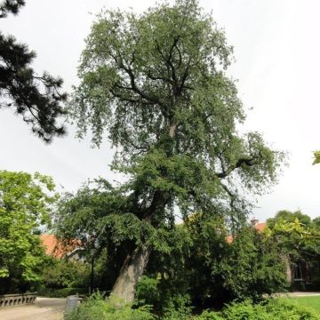 Ulmus carpinifolia Pendula