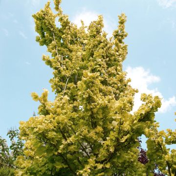 Ulmus × hollandica Wredei