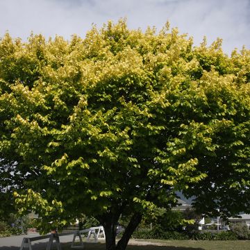 Ulmus minor Louis van Houtte