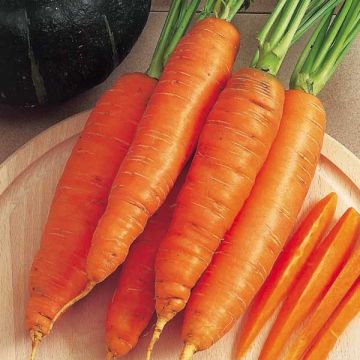 Cenoura Bangor sementes