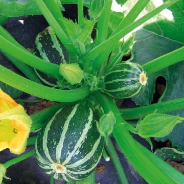 Courgette Soleil F1 Picolo F1 sementes