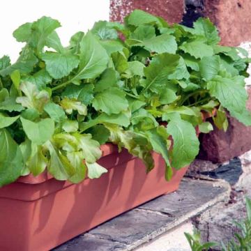 Alface mistura italiana Mesclun sementes