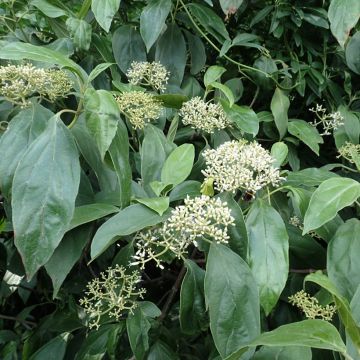 Viburnum cylindricum - Viburno cilíndrico