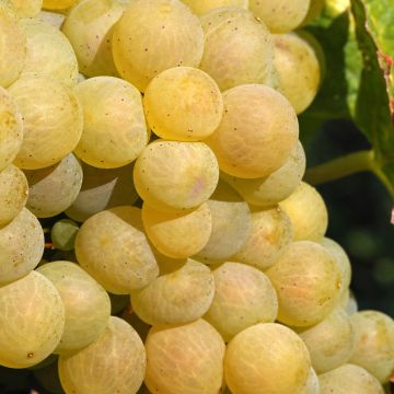 Videira Moscato Monregalese - Vitis vinifera
