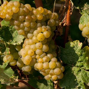 Videira Moscato Terracina - Vitis vinifera