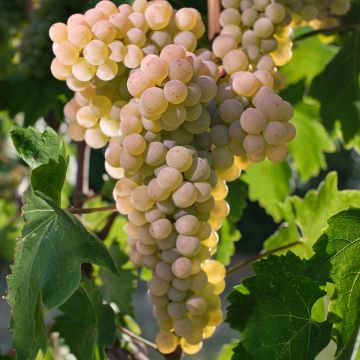 Videira Timorasso - Vitis vinifera
